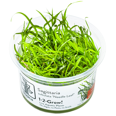 Tropica Pot - Sagittaria subulata 'Needle Leaf'