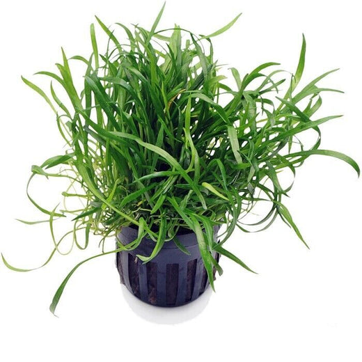 Aquadip Potted Plant- Lileaopsis Novae-Zelandiae