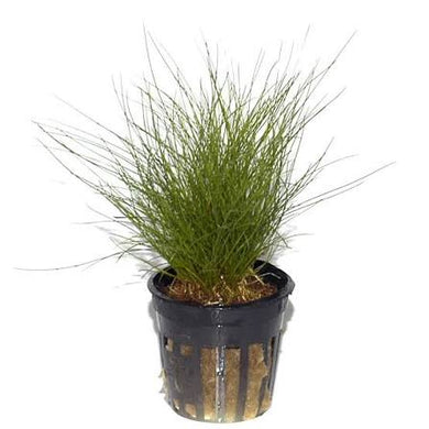 Aquadip Potted Plant - Eleocharis Parvula
