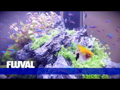 Fluval Roma 240 Aquarium Set and Cabinet