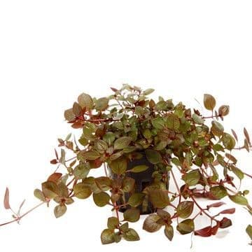 Aquadip Potted Plant- Ludwigia Palustris- Red