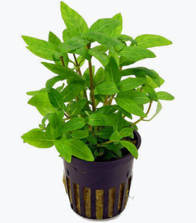 Aquadip Potted Plant - Staurogyne Rubescens