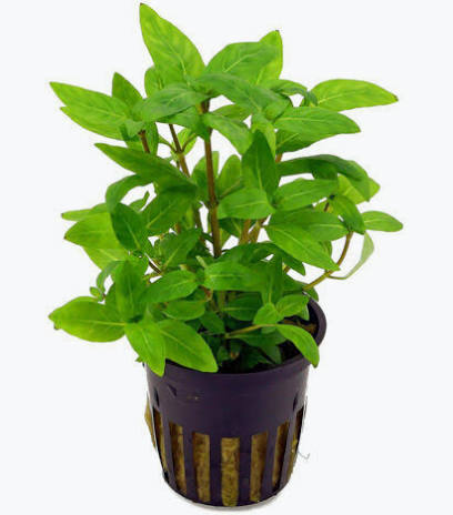 Aquadip Potted Plant - Staurogyne Rubescens