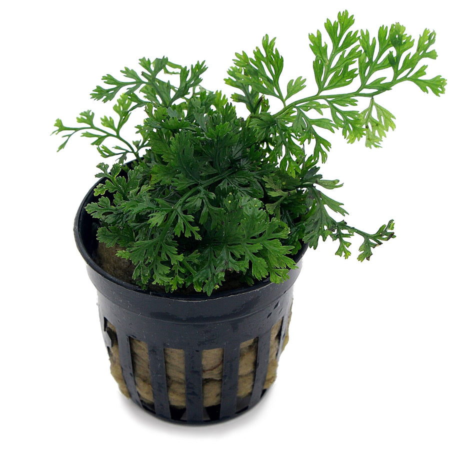 Aquadip Potted Plant- Bolbitus heteroclita “difformis”