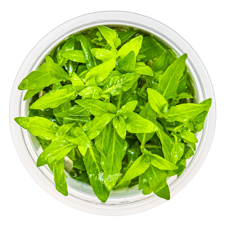 Tropica Pot Staurogyne Repens