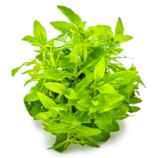 Tropica Pot Staurogyne Repens