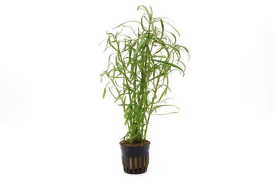 Aquadip Potted Plant- Eusteralis Stellata-Hefty