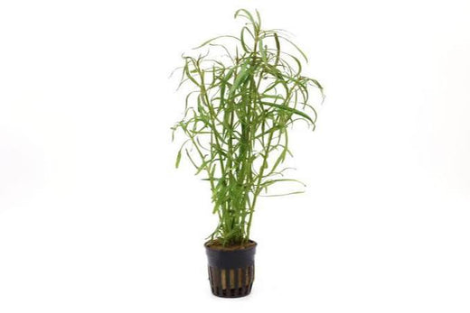 Aquadip Potted Plant- Eusteralis Stellata-Hefty