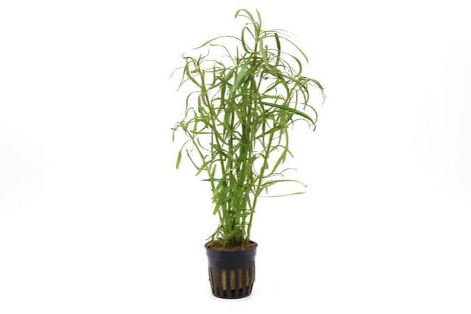 Aquadip Potted Plant- Eusteralis Stellata-Hefty