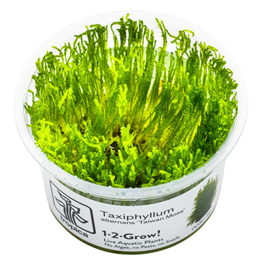 Tropica Pot Taxiphyllum alternans Taiwan Moss