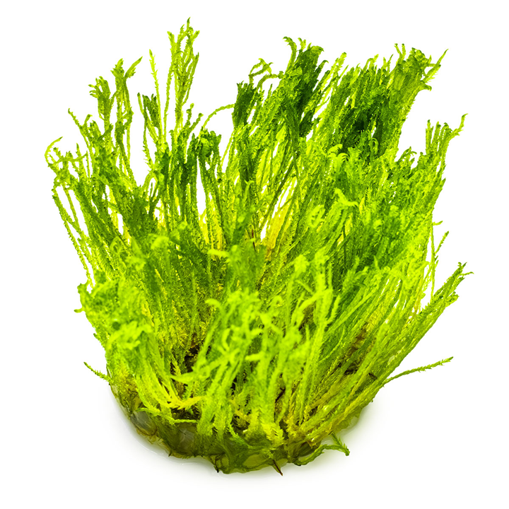 Tropica Pot Taxiphyllum alternans Taiwan Moss