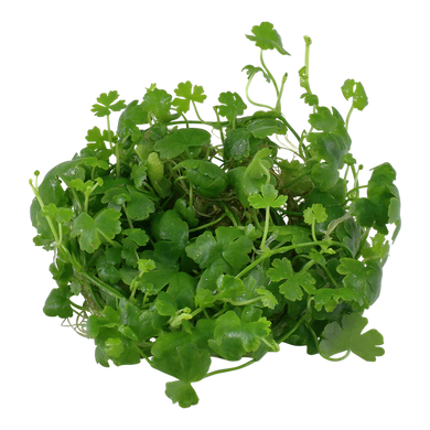Tropica Pot Hydrocotyle tripartita
