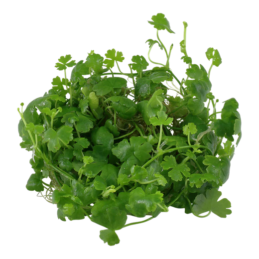 Tropica Pot Hydrocotyle tripartita