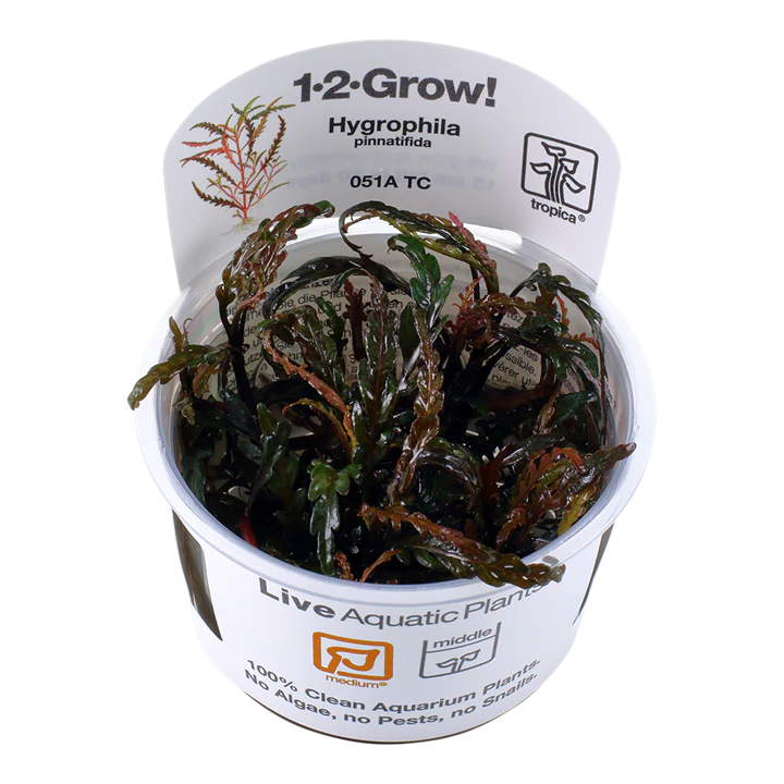 Tropica Pot Hygrophila Pinnatifida