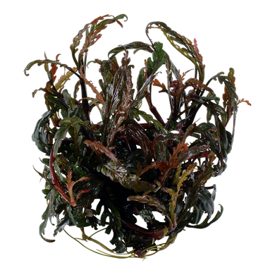 Tropica Pot Hygrophila Pinnatifida