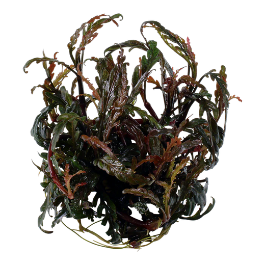 Tropica Pot Hygrophila Pinnatifida