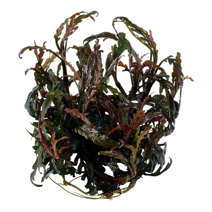 Tropica Pot Hygrophila Pinnatifida