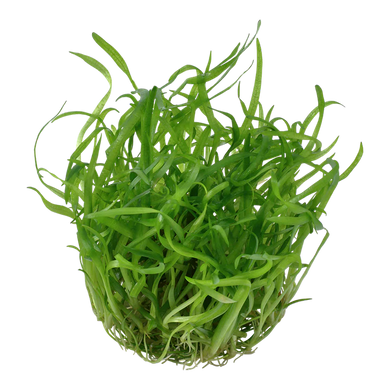 Tropica Pot Sagittaria Subulata