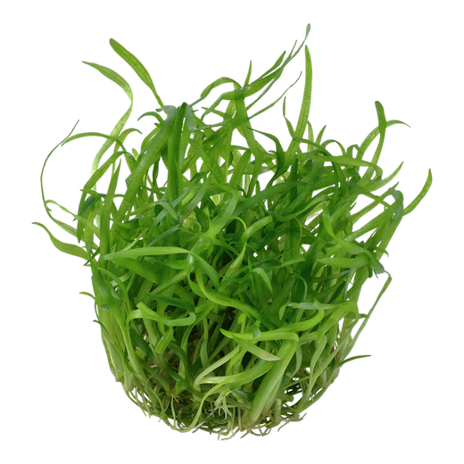 Tropica Pot Sagittaria Subulata