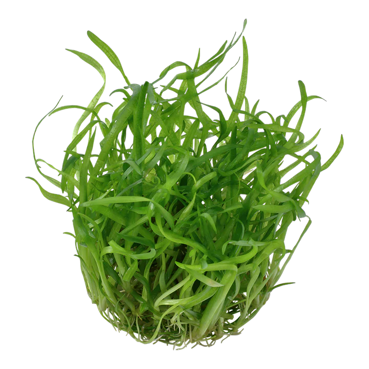 Tropica Pot Sagittaria Subulata