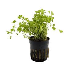 Aquadip Potted Plant- Micranthemum Umbrosum