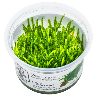 Tropica Pot Vesicularia ferriei Weeping Moss